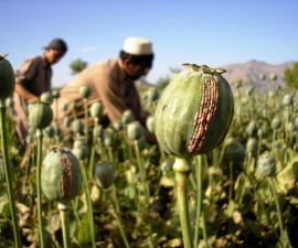 Opium Morphium Und Heroin Drogen Aufklärung